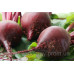 Кормоизмельчитель зерно, корнеплоды, стебельчатый корм Кормоизмельчитель зерно, корнеплоды, стебельчатый корм