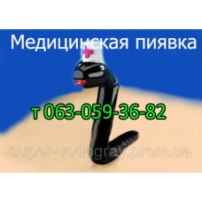 Пиявка медицинская (малая, средняя)